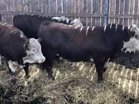 Bulle, Russian Black pied cattle — Foto 6