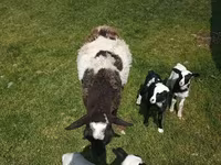 كبش, Katum sheep — الصورة 5
