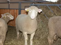 Ram, Dorset horn sheep — photo 1