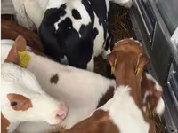 公牛, Simmental cattle — 照片 1