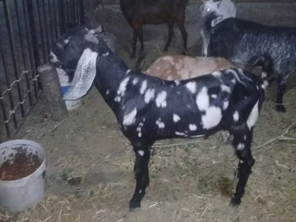 Cabro, Beetal goats