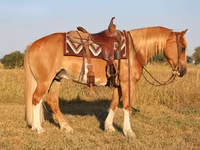 Адуу, Gypsy horse — 5 зураг