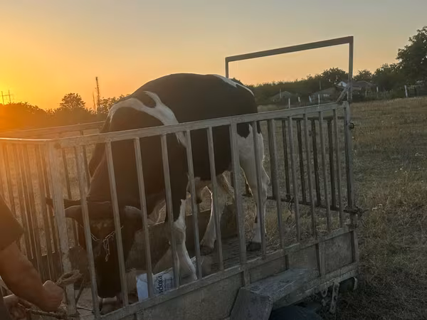 Cow, Cattle