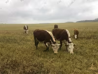 Bulle, Holstein-Rasse — Foto 2