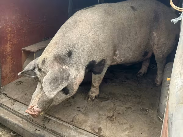 Sow, Pigs