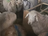 Oveja, Tian-Shan semifinewool sheep — foto 3
