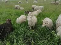 Carnero, Merino sheep — foto 3