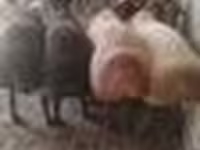كبش, Arashan sheep — الصورة 7