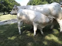 بقرة, Charolais cattle — الصورة 3