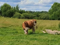 Үнээ, Simmental cattle — 7 зураг