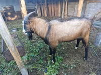 Cabro, LaMancha goats — foto 3