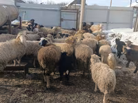 Хонь, Romanov sheep — 1 зураг