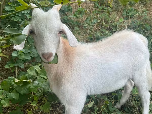 Cabro, Cabras