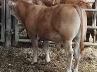 Toro, Vaca Limousin — foto 2
