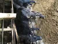 ثور, Simmental cattle — الصورة 1