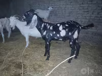 Cabro, Beetal goats — foto 4