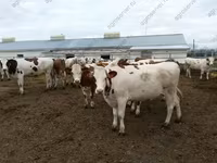 公牛, Kazakh White-headed cow — 照片 6