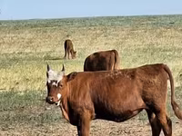 गाय, Simmental cattle — फ़ोटो 8