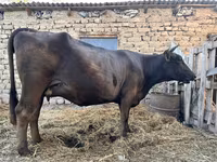 Cow, Swiss cattle — photo 5
