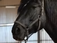 घोड़ी, Orlov Trotter — फ़ोटो 7