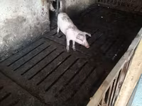 Мэгж, Дюрок — 3 зураг