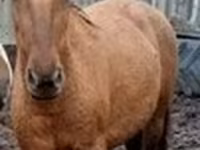 Азаргагүй морь, Percheron — 6 зураг