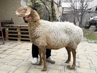 نعجة, Awassi sheep — الصورة 1