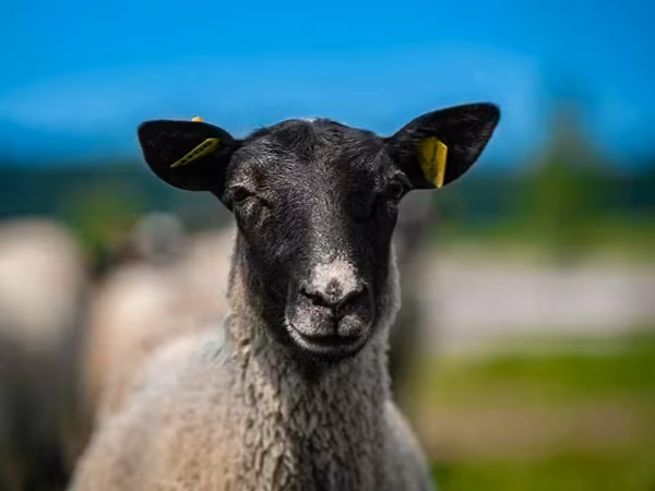 Хуц, Romanov sheep — Орос