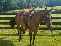 Mare, Quarter Horse — photo 2