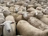 Sheep, Sheep — photo 1