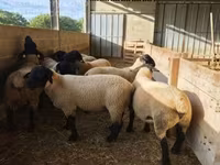 كبش, White Suffolk sheep — الصورة 4