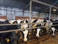 Cow, Holstein breed — photo 8