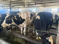 Үнээ, Swiss cattle — 3 зураг