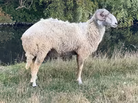 Хуц, Karakul sheep — 2 зураг