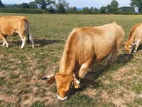 بقرة, Aubrac cattle — الصورة 5