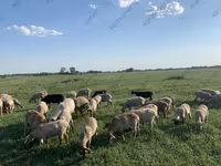 نعجة, Katum sheep — الصورة 8