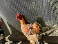 Chickens — Foto 3