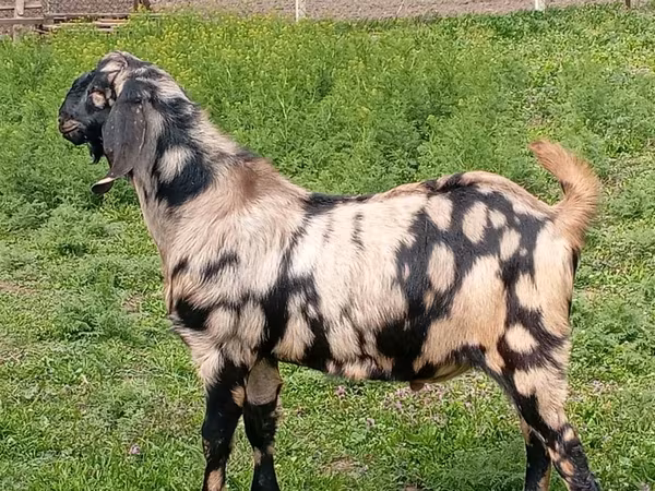 Cabro, Nubian Goat