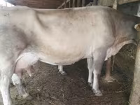 Vaca, Swiss cattle — foto 3