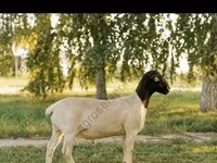 Carnero, Edilbay sheep — foto 6