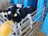 Bulle, Holstein-Rasse — Foto 6