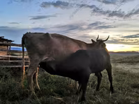 بقرة, Simmental cattle — الصورة 2