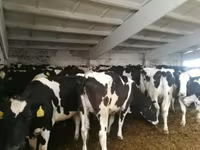 Vaca, Raza Holstein — foto 1