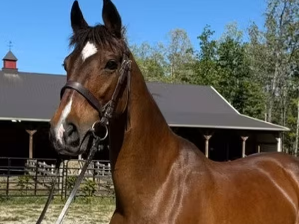 घोड़ी, Dutch warmblood horse