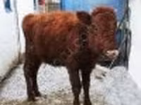 Cow, Cattle — photo 2