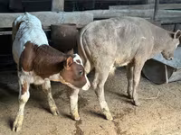 Bulle, Holstein-Rasse — Foto 2