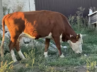 Cow, White-headed Ukrainian — photo 1