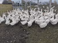 Geese — Foto 5