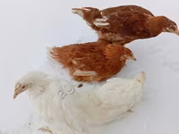 Хайсекс — 2 зураг