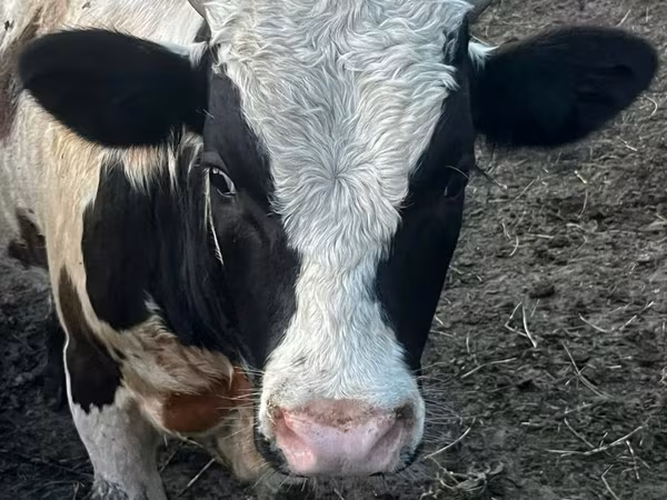 Bull, Cattle